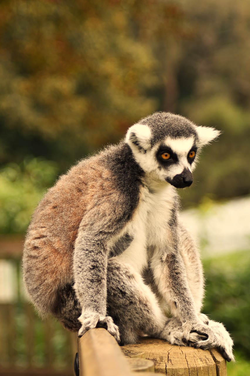 ring tailed lemur  madagascar  monkey free photo