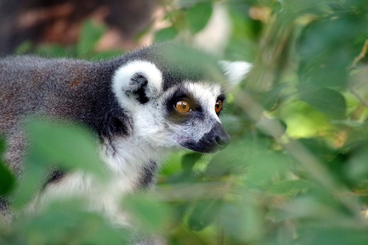 ring tailed lemur  primate  lemur free photo