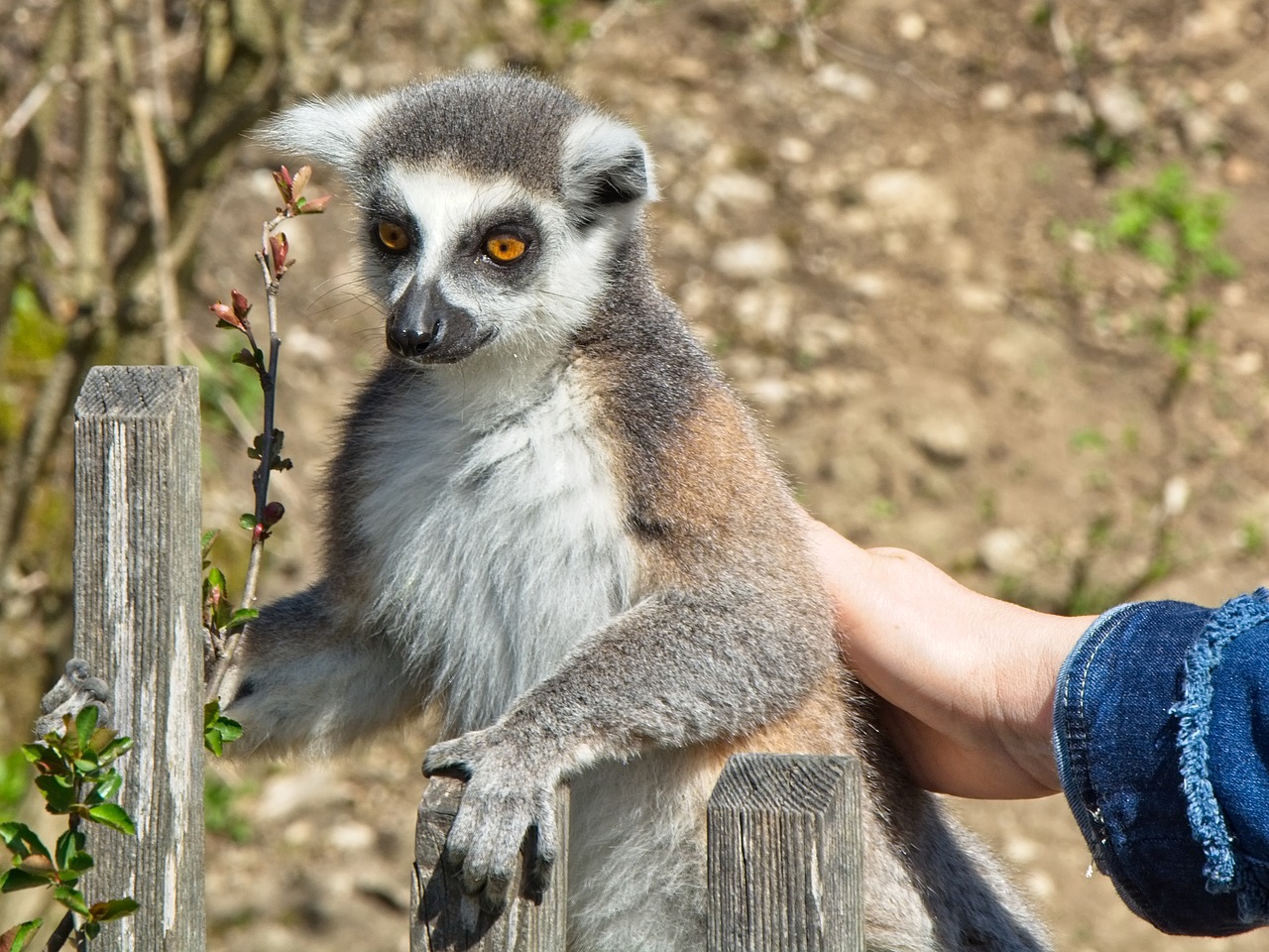 ring tailed lemur  lemur catta  lemur free photo