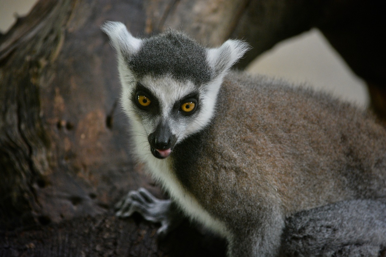 ring tailed lemur  zoo  animal free photo