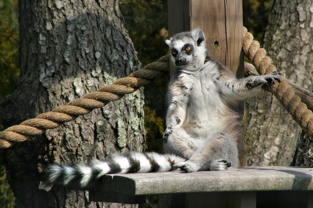 ring-tailed lemur  lemur  madagascar free photo