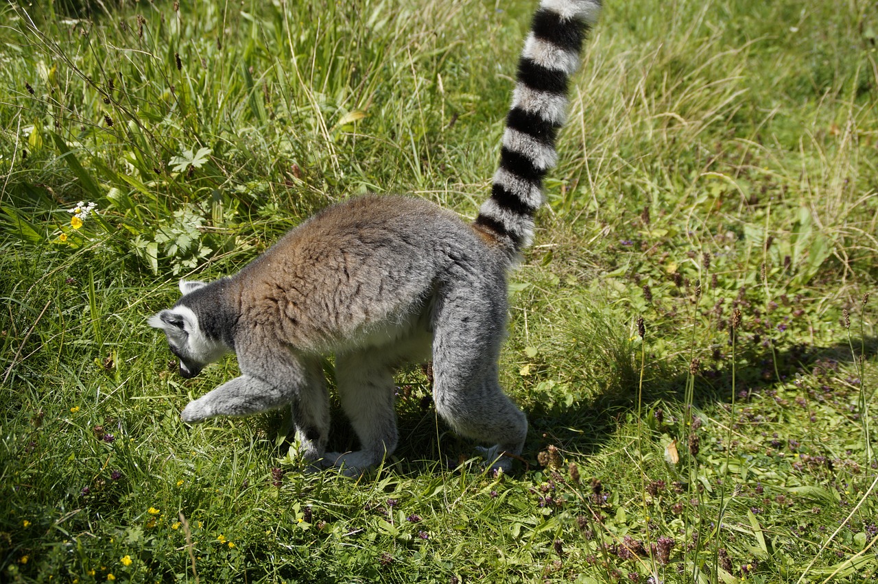 ring tailed lemur prosimian lemur catta free photo