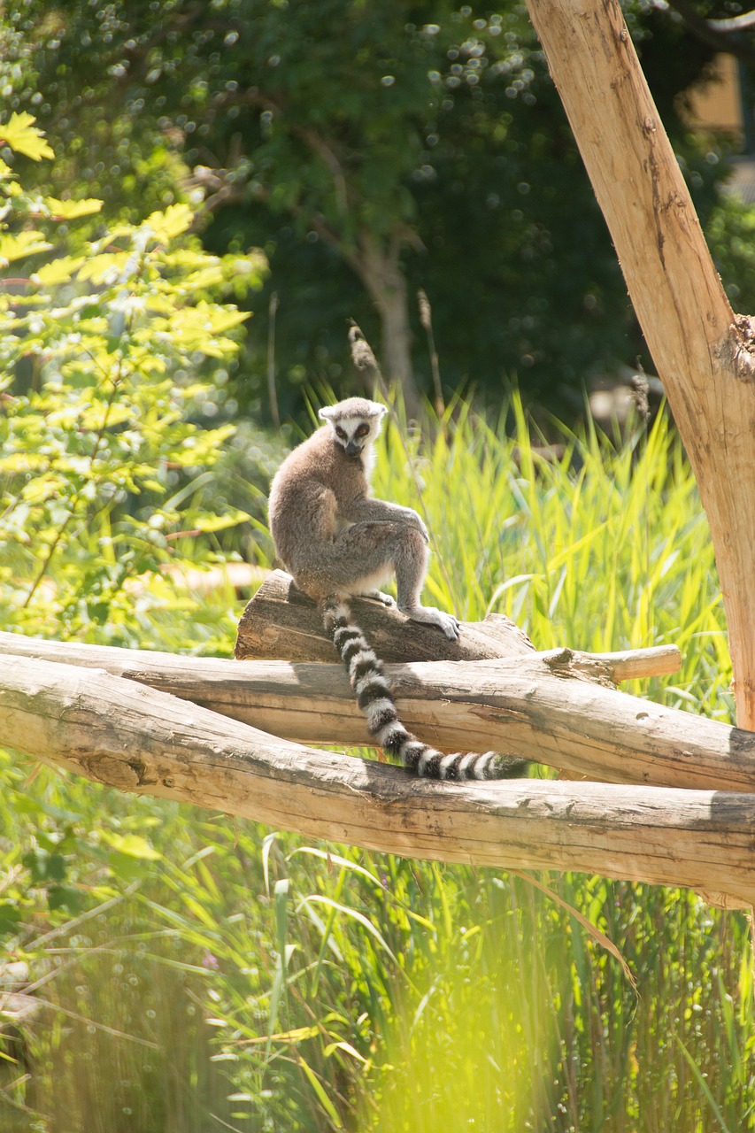 ring tailed lemur eye lemur catta free photo