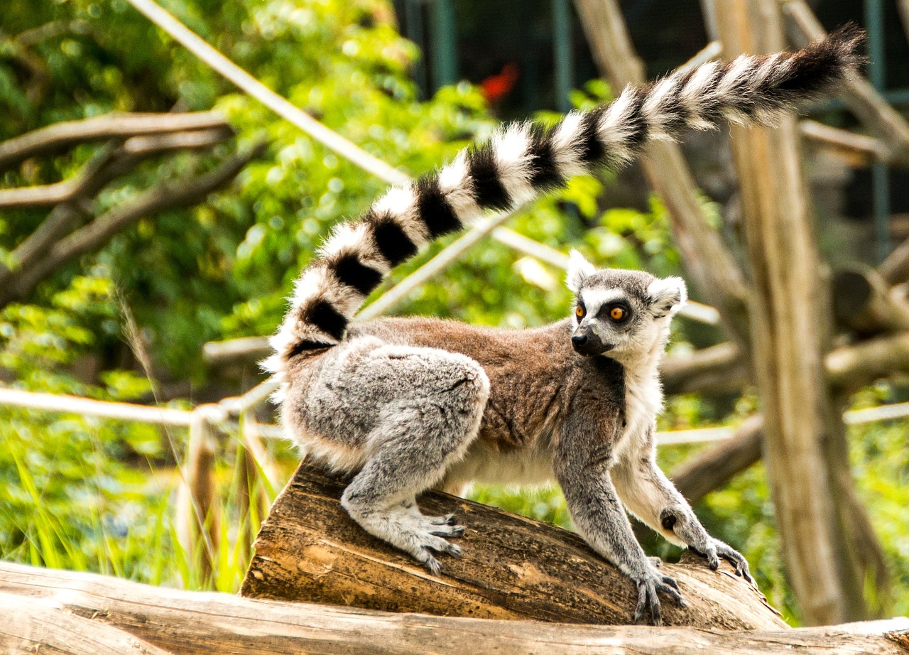 ring tailed lemur eye lemur catta free photo