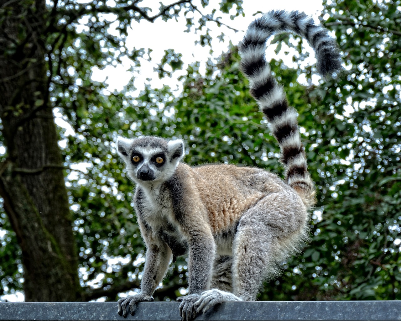 ring tailed lemur lemur catta lemur free photo