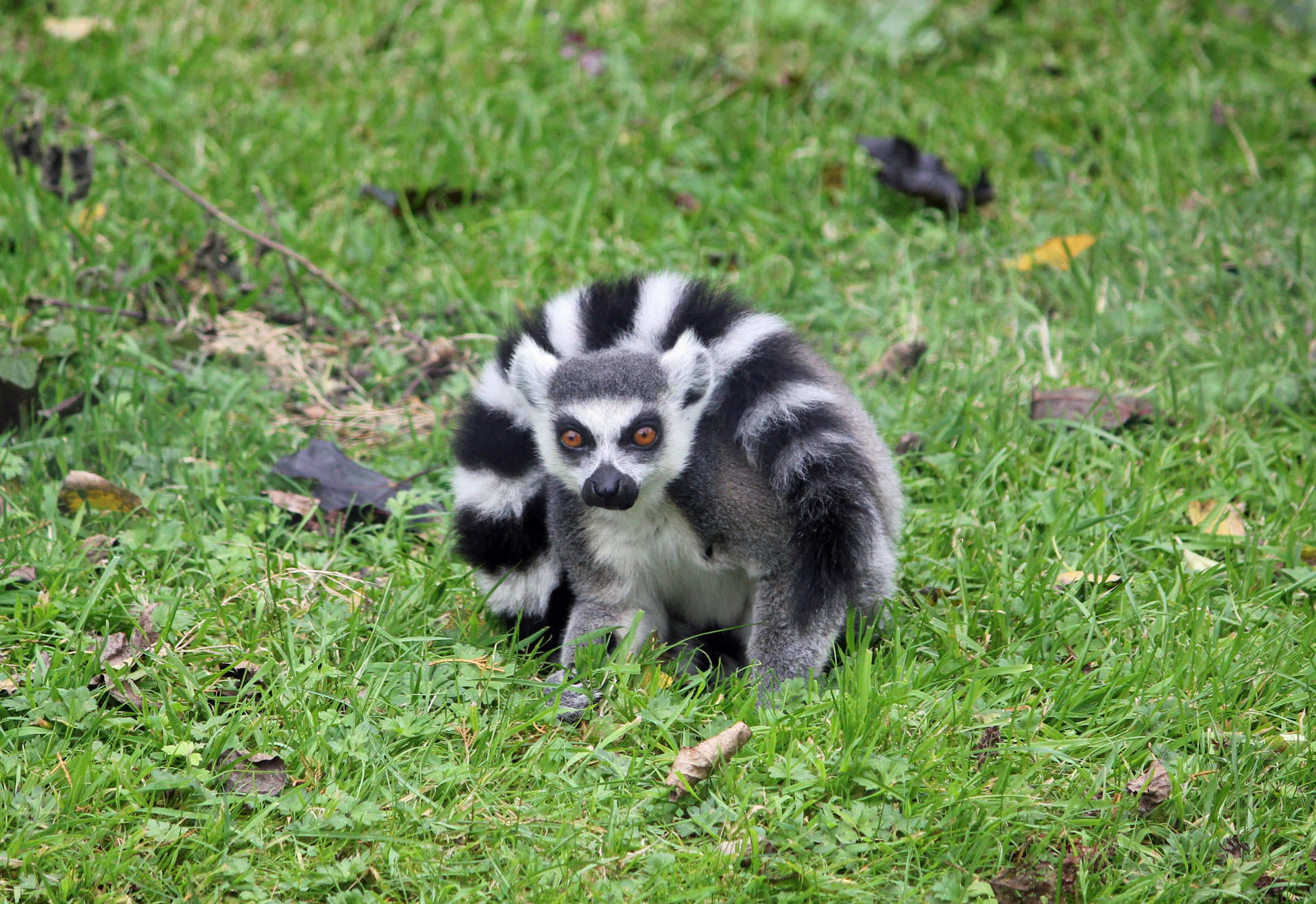 ring-tailed lemur lemur black free photo