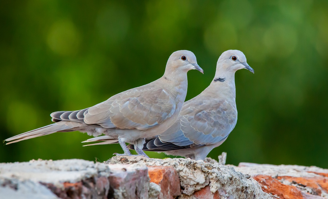 ringed doves  doves  wildlife free photo