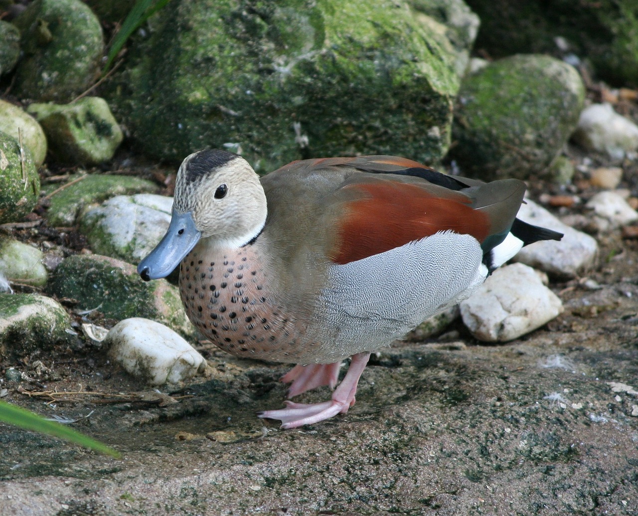 ringed teal callenetta leucophrys blue bill duck free photo