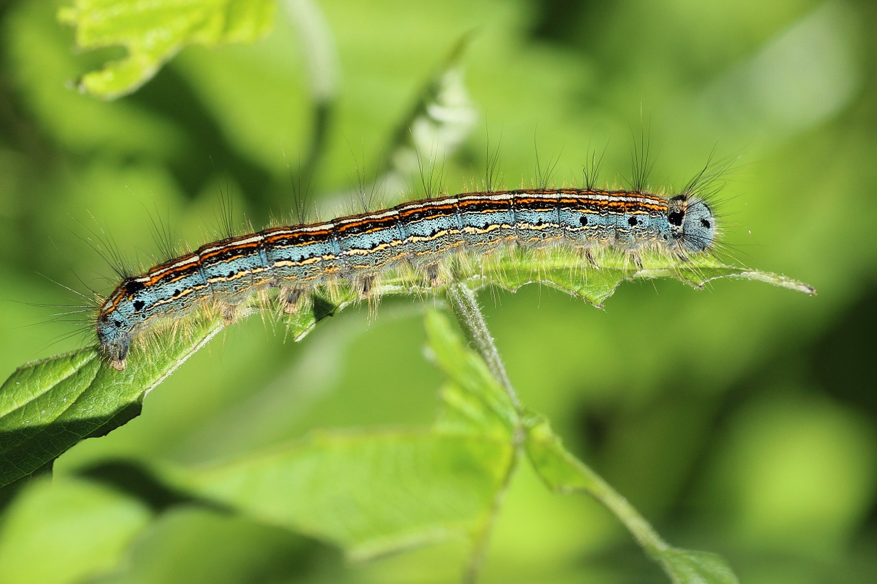 ringelspinner caterpillar insect free photo