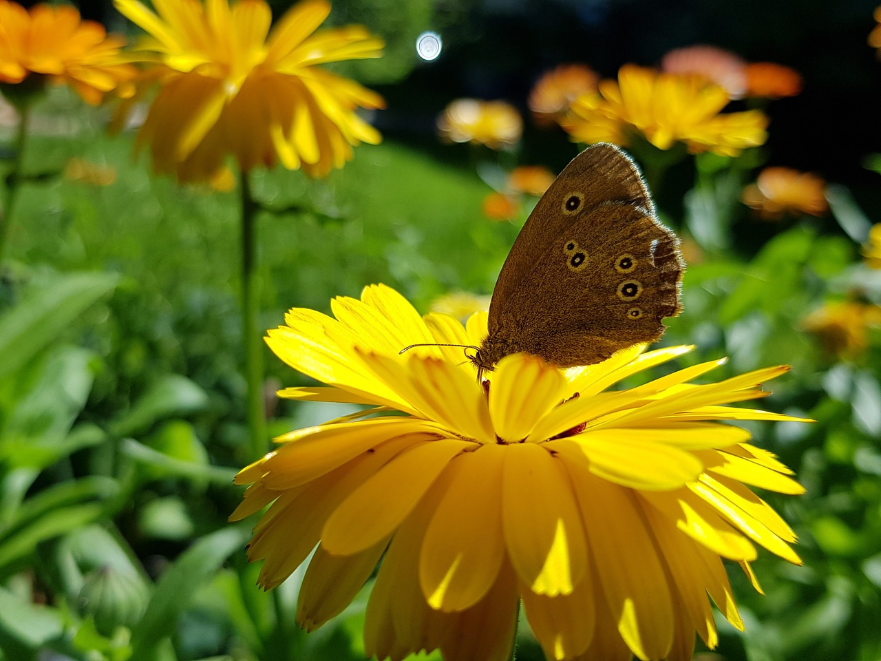 ringlet butterfly flower free photo