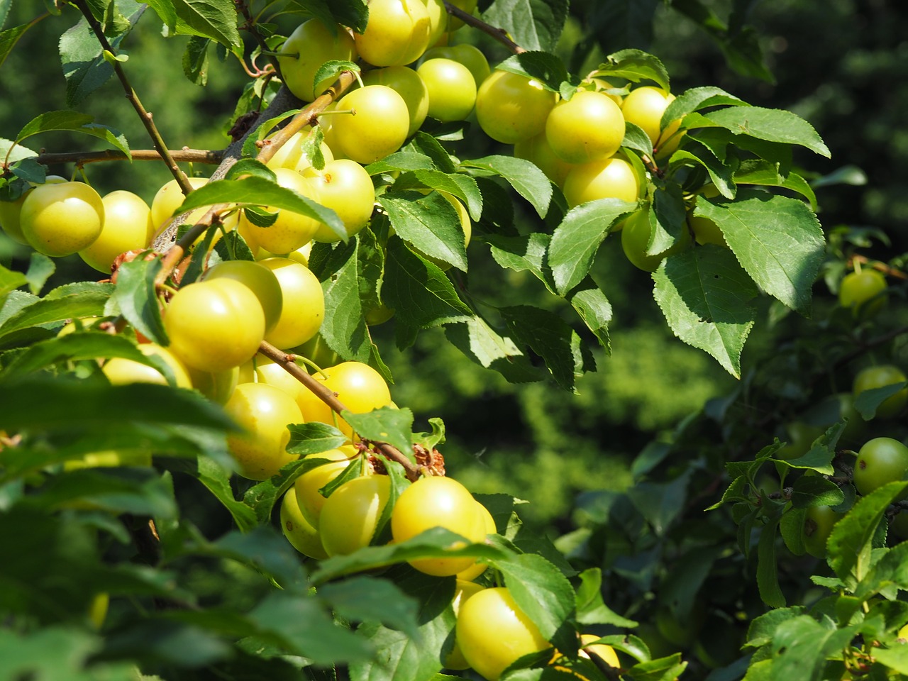 ringlotte yellow plums fruit free photo