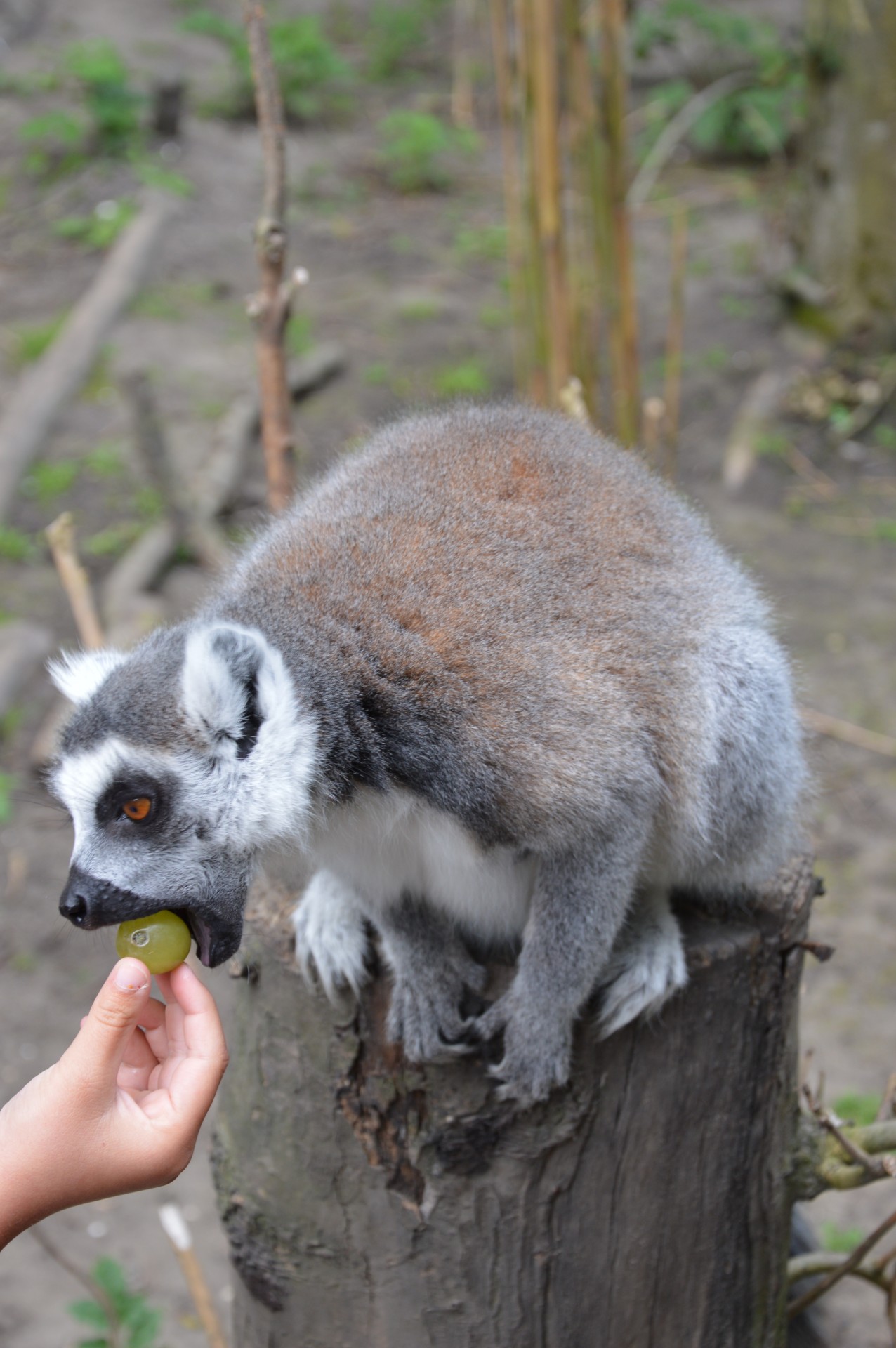 ring-tailed lemur lemurs tropical free photo