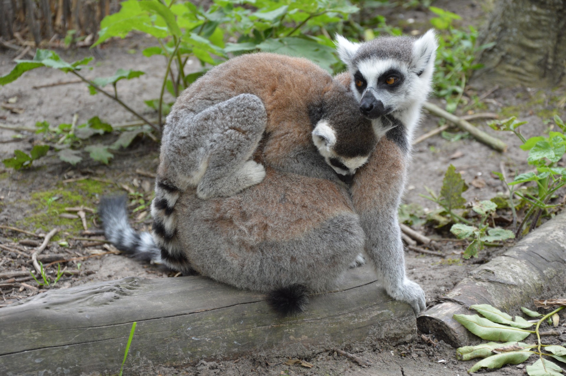 ring-tailed lemur lemurs tropical free photo