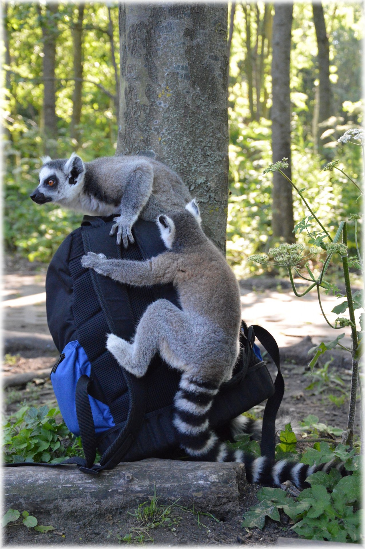 ring-tailed lemur primate zoo free photo