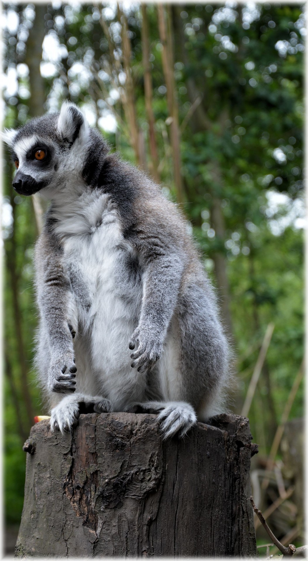 ring-tailed lemur primate zoo free photo