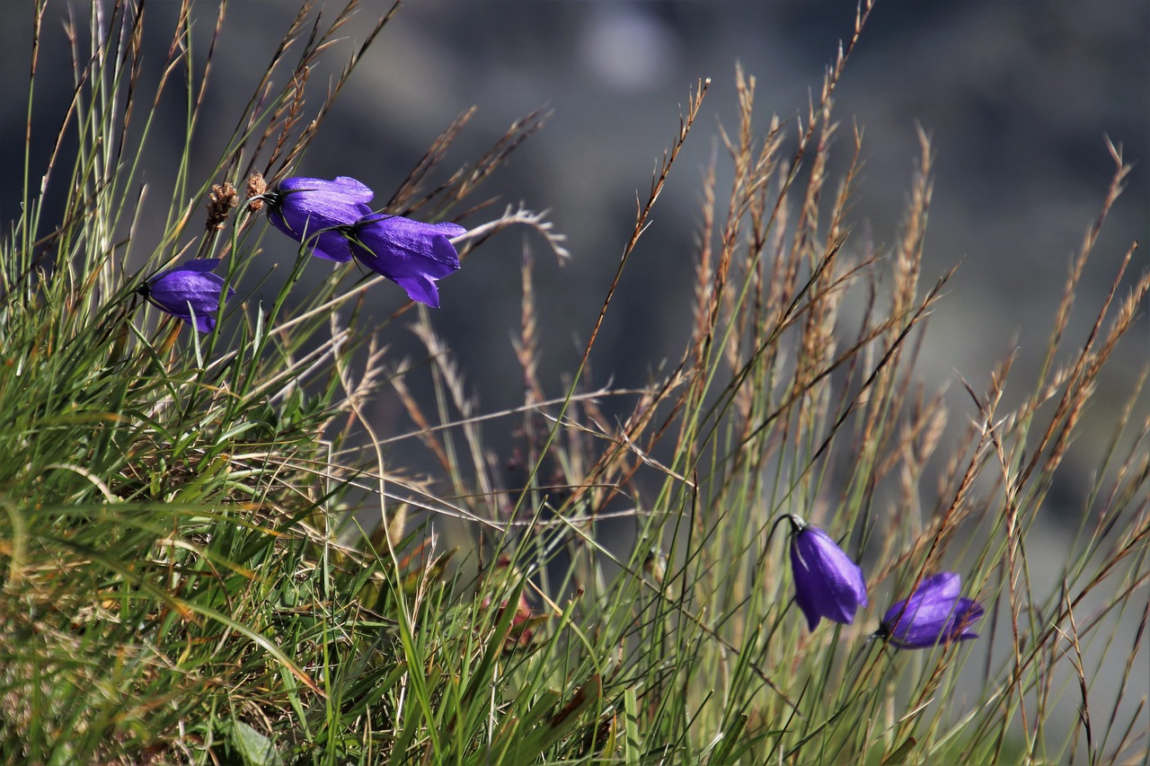 ringtones  alpine  wild flowers free photo