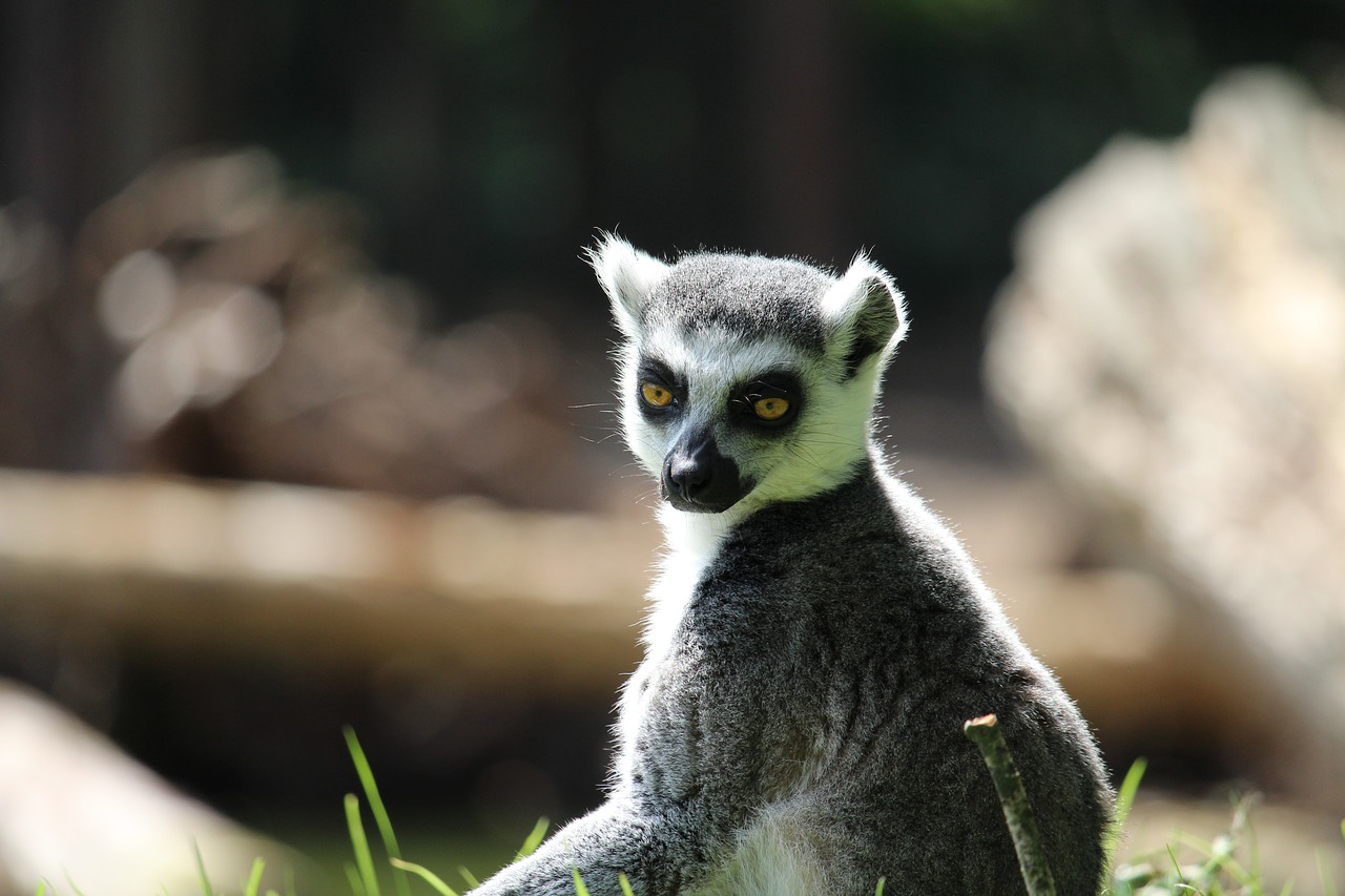 rintailed lemur money free photo