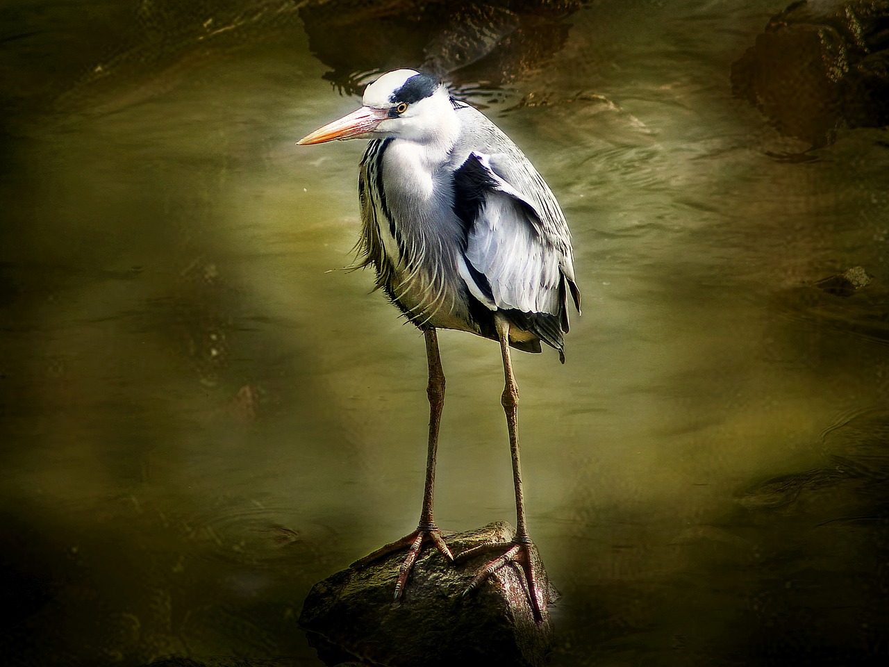 rio bird heron free photo