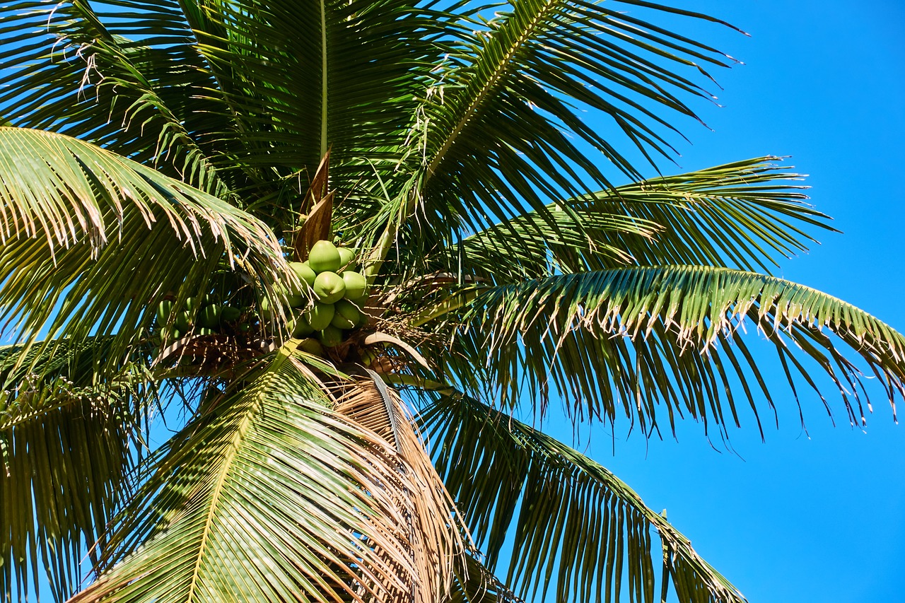 rio de janeiro  brazil  palm free photo