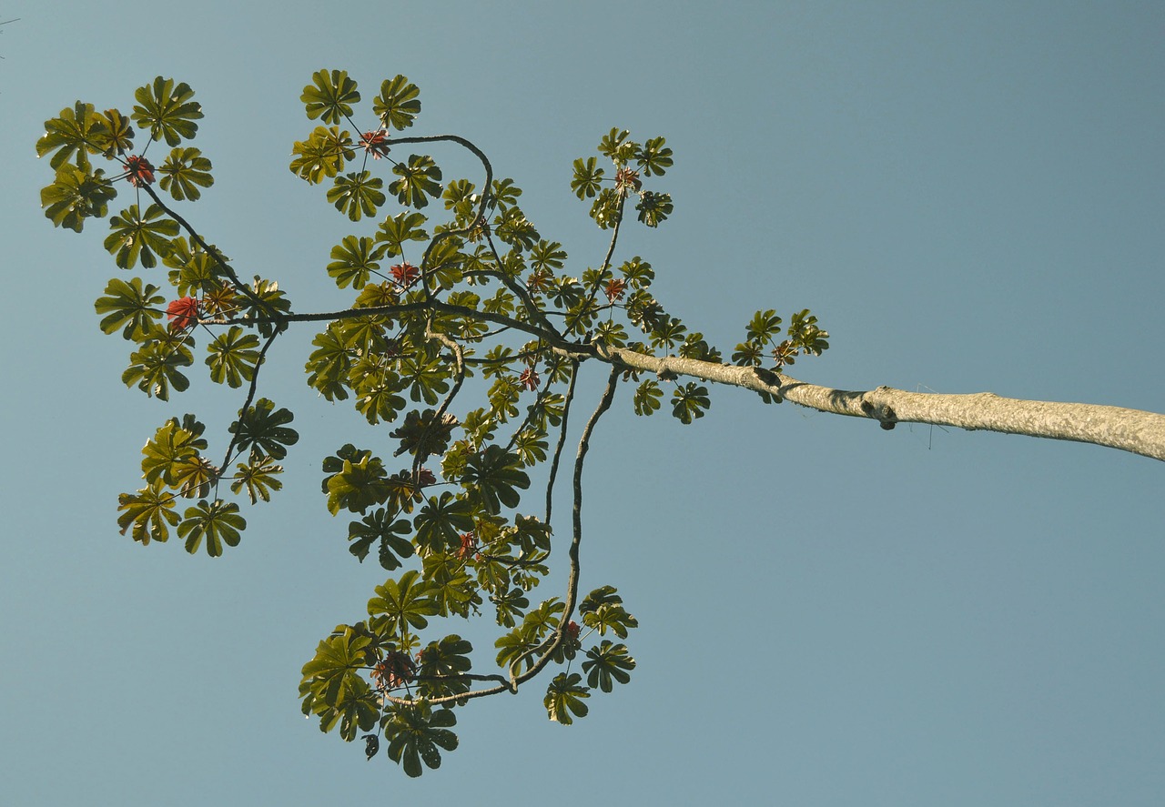 rio dejaneiro  nature  tree free photo