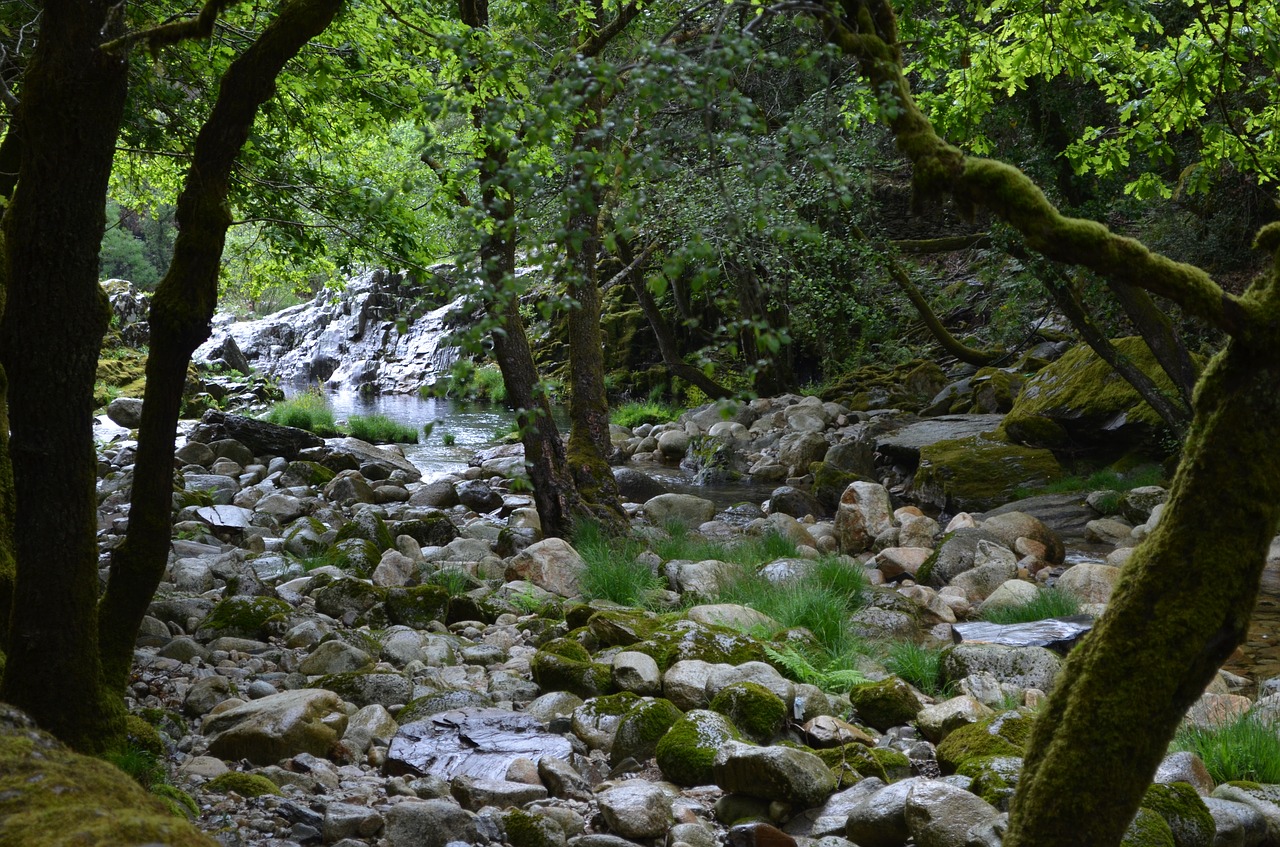 rio teixeira  water  nature free photo