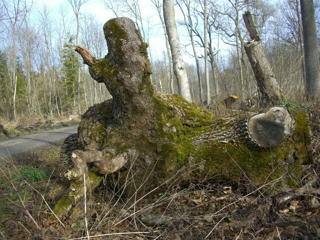 riparian zone forest path log free photo