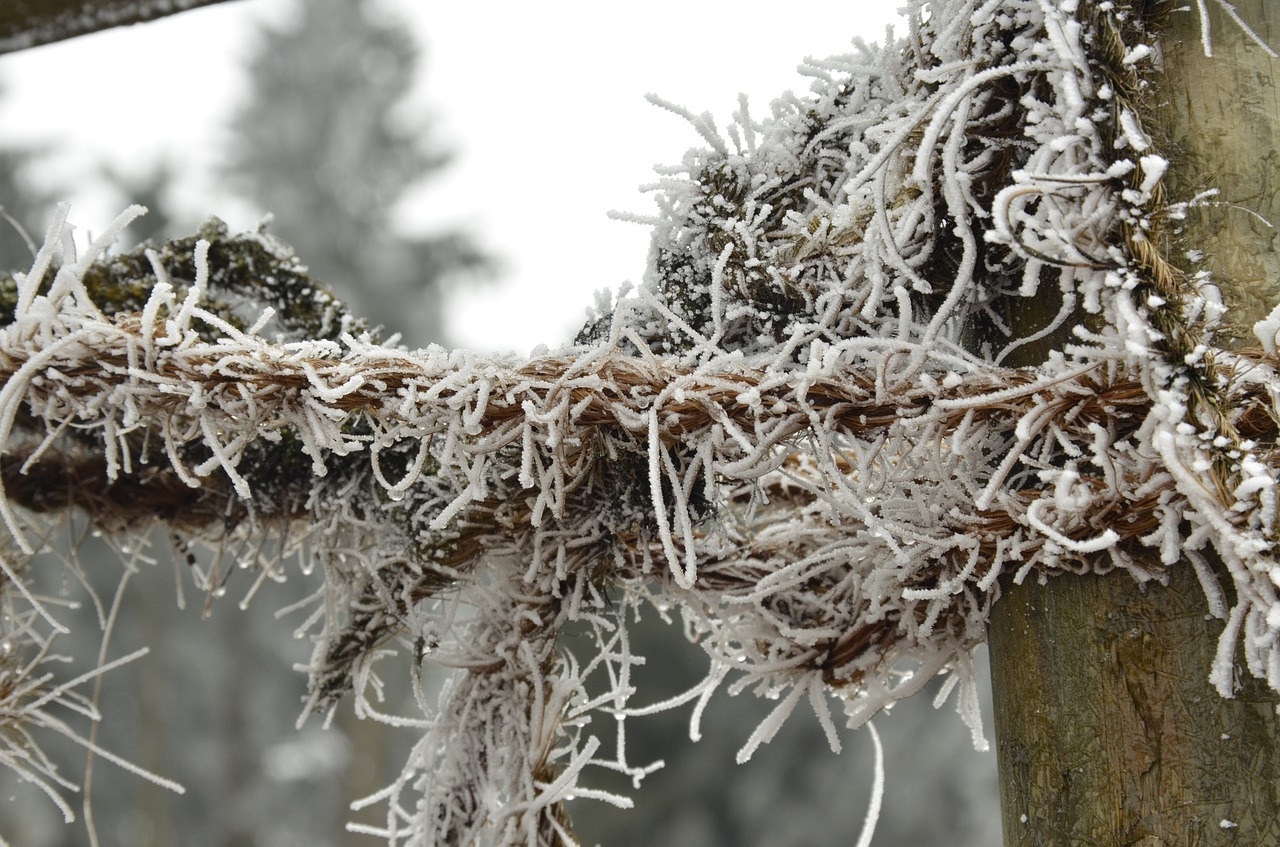 ripe snow branch free photo