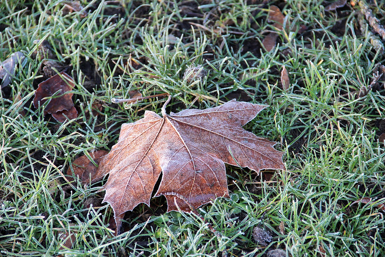 ripe winter frozen free photo