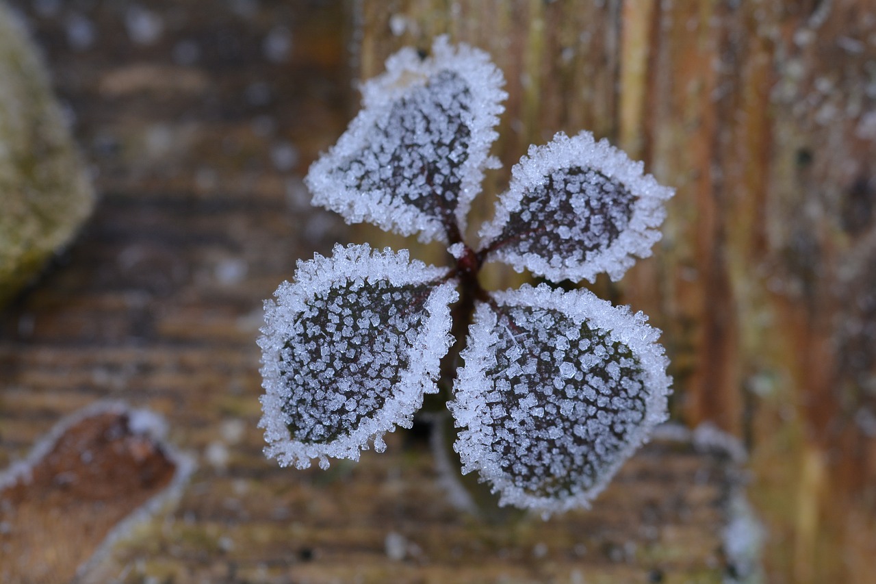 ripe frost winter free photo