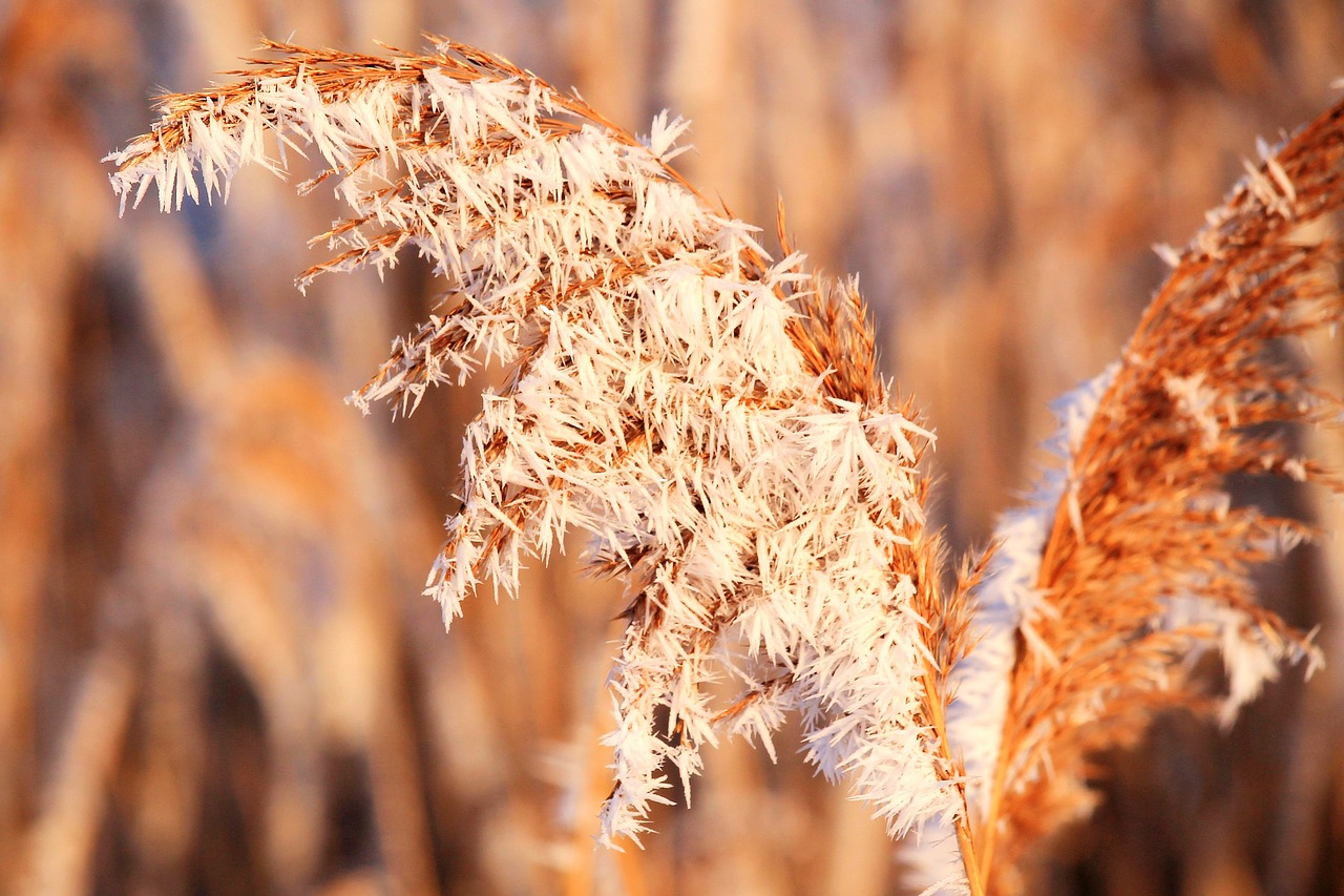 ripe hoarfrost winter free photo