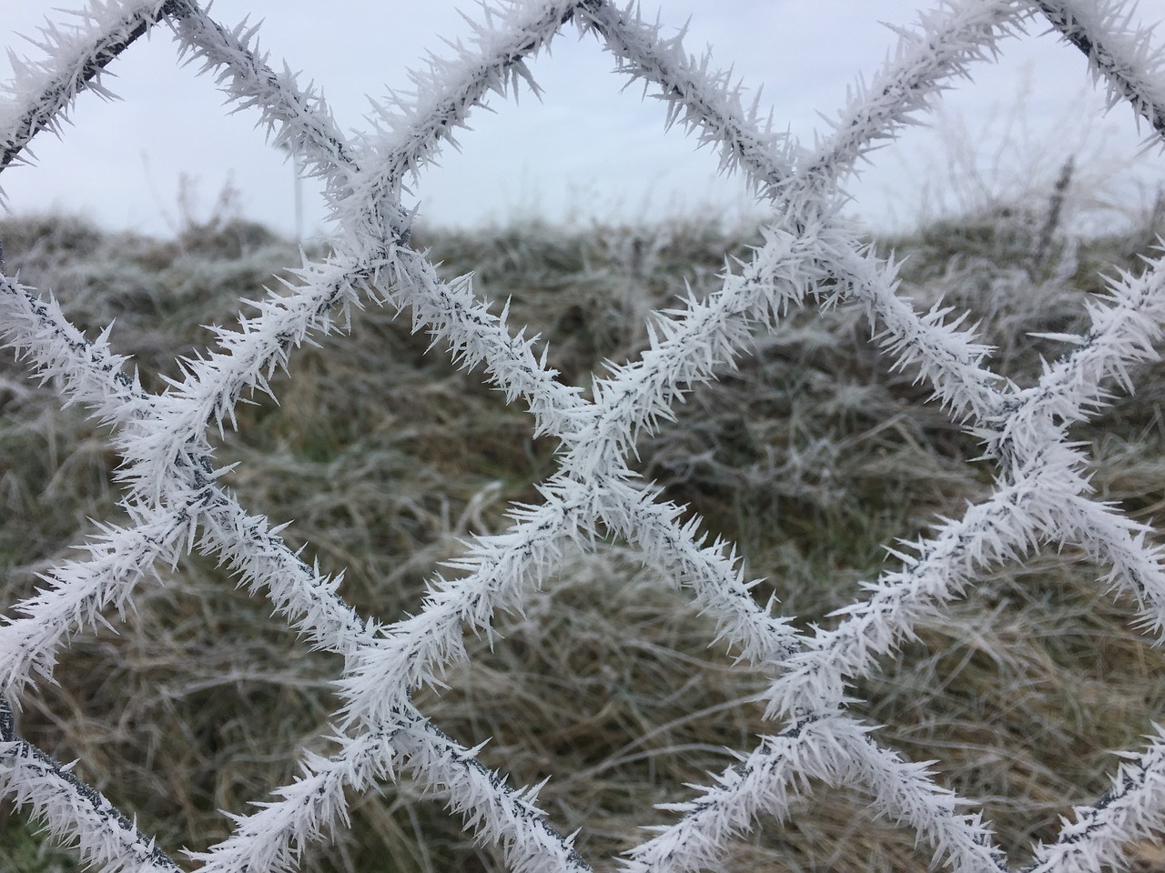 ripe winter fence free photo