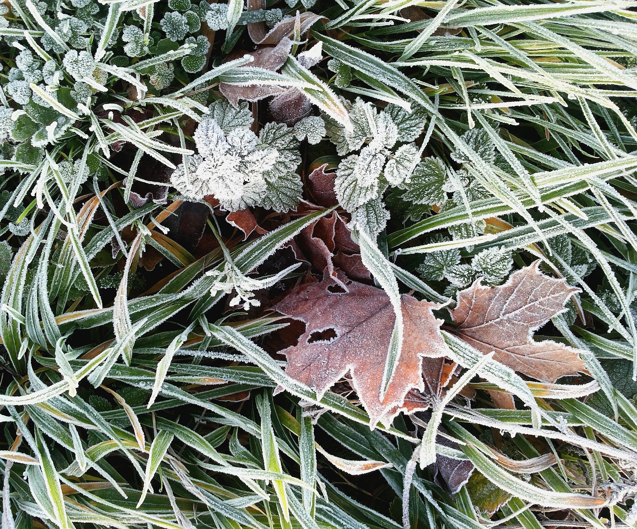 ripe close autumn leaf free photo