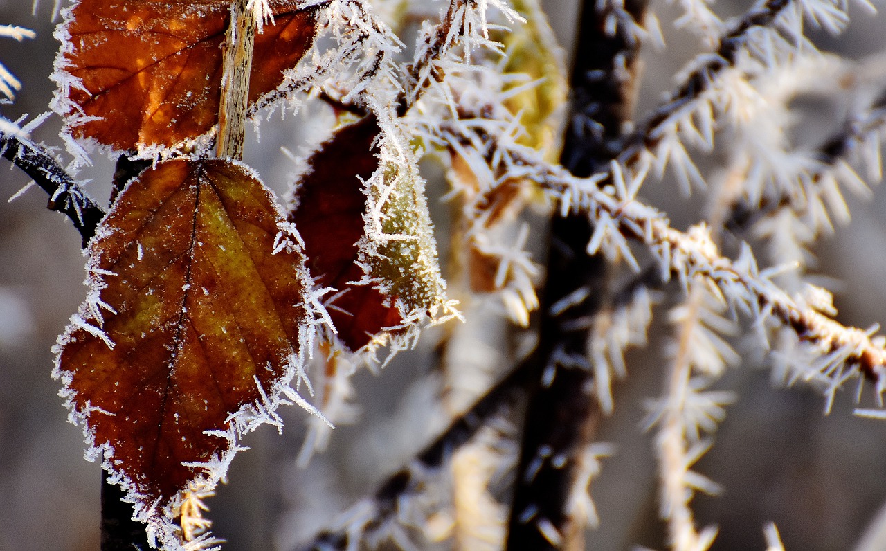 ripe frost cold free photo