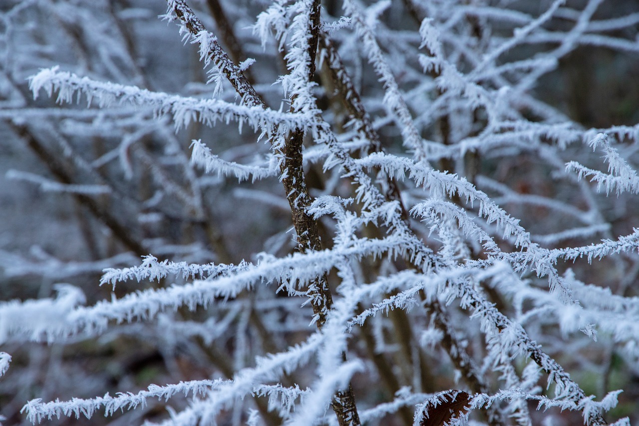 ripe  frost  branches free photo