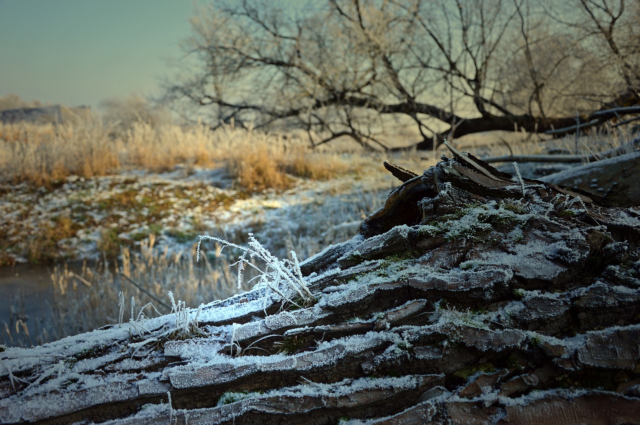 ripe  hoarfrost  frost free photo