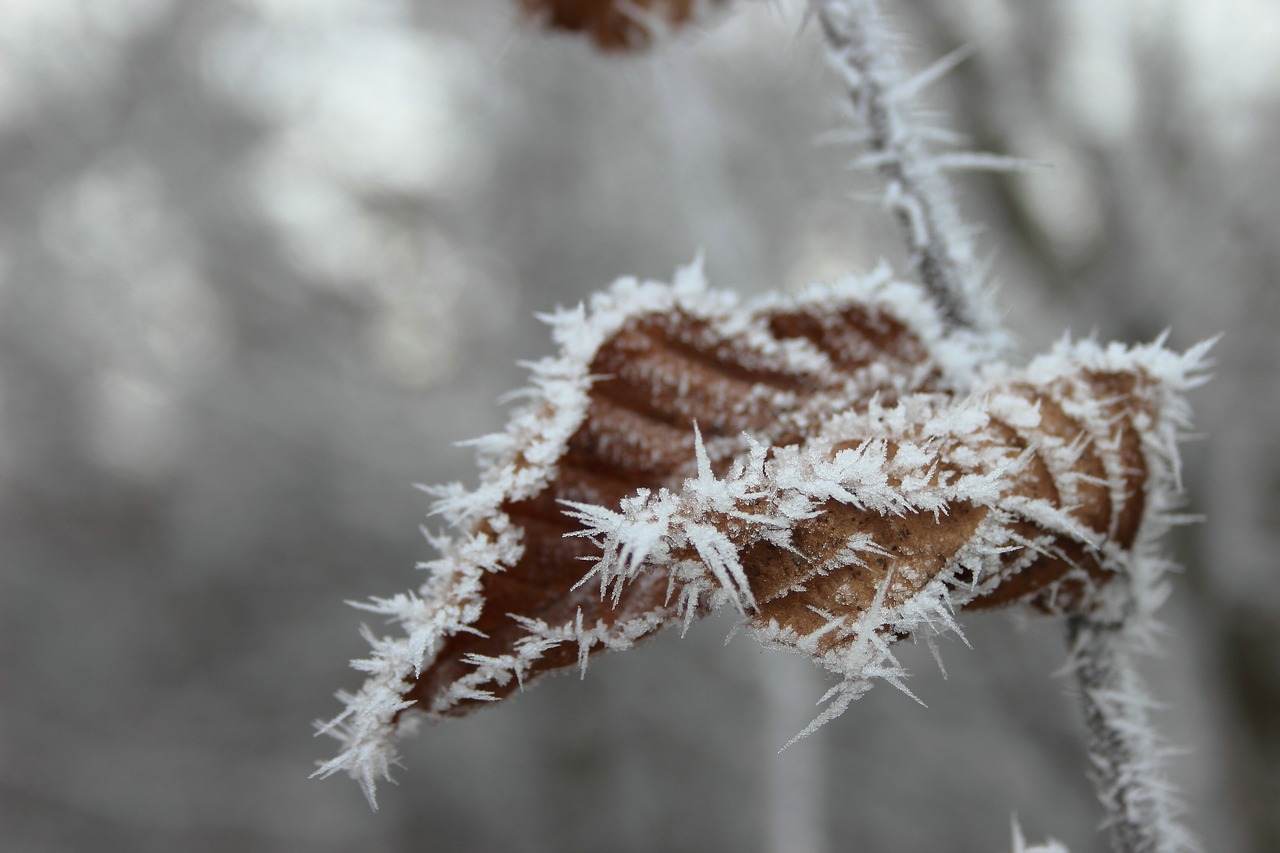 ripe  crystals  beech leaf free photo