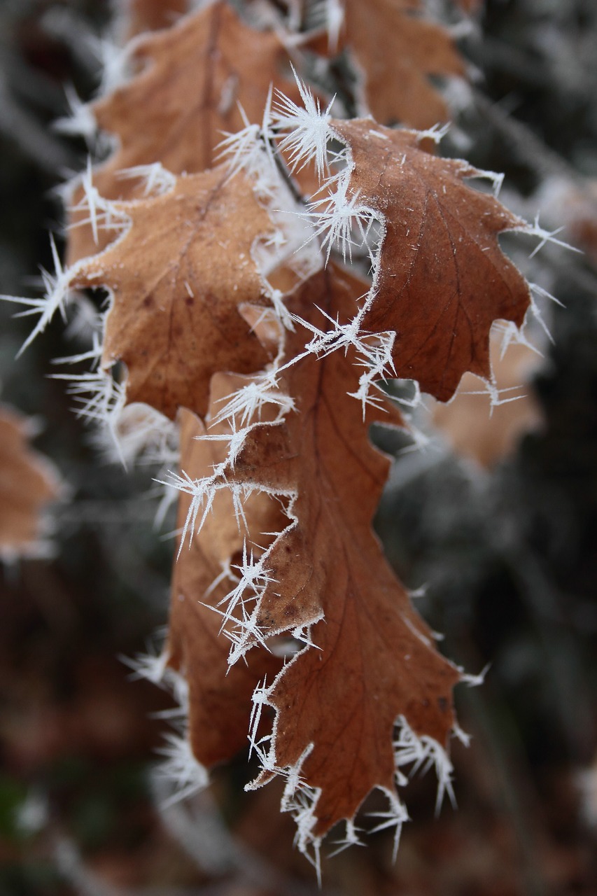 ripe  crystals  winter free photo