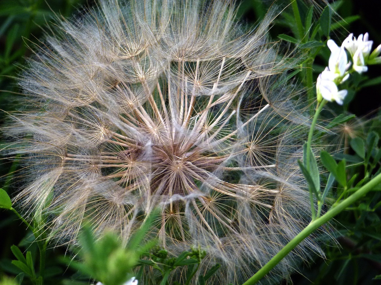 ripe fruit dandelion free photo