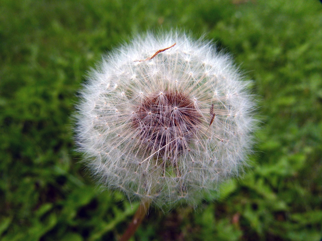 ripe fruit dandelion free photo