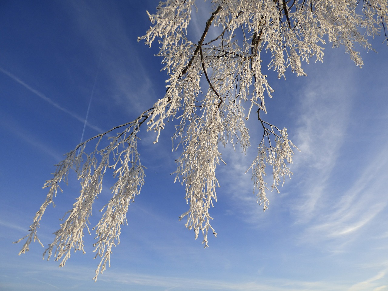 ripe frozen branches free photo