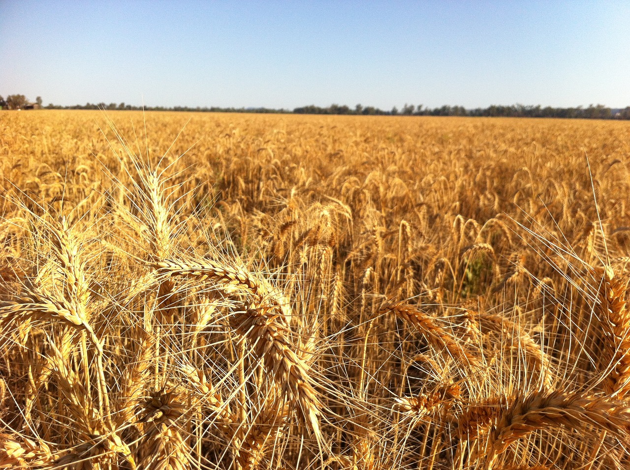 ripe for harvest free photo