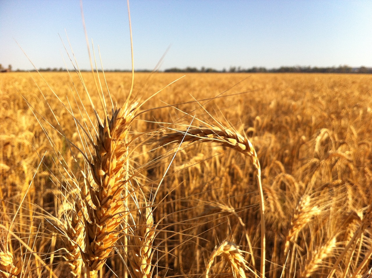 ripe for harvest free photo