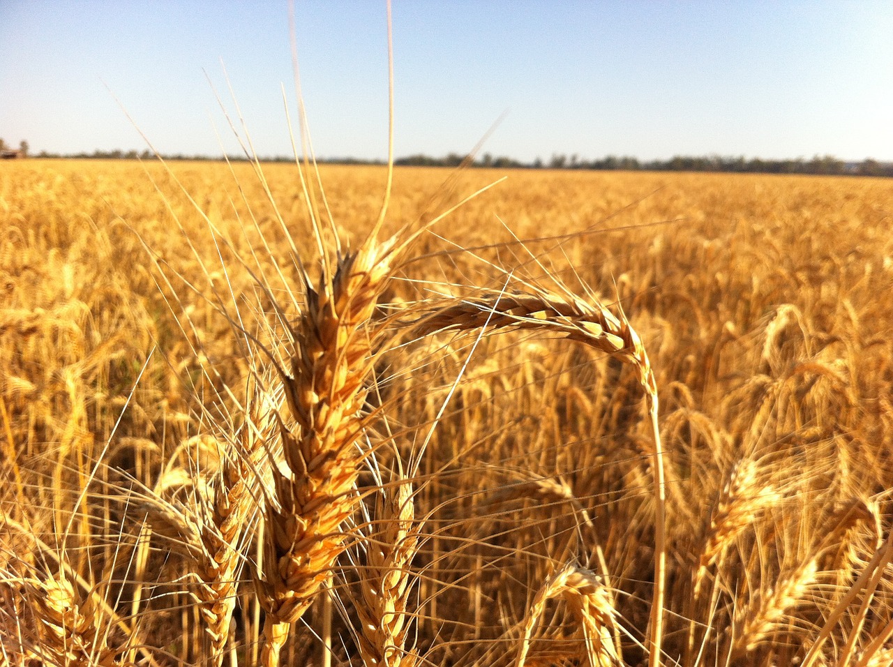 ripe for harvest free photo