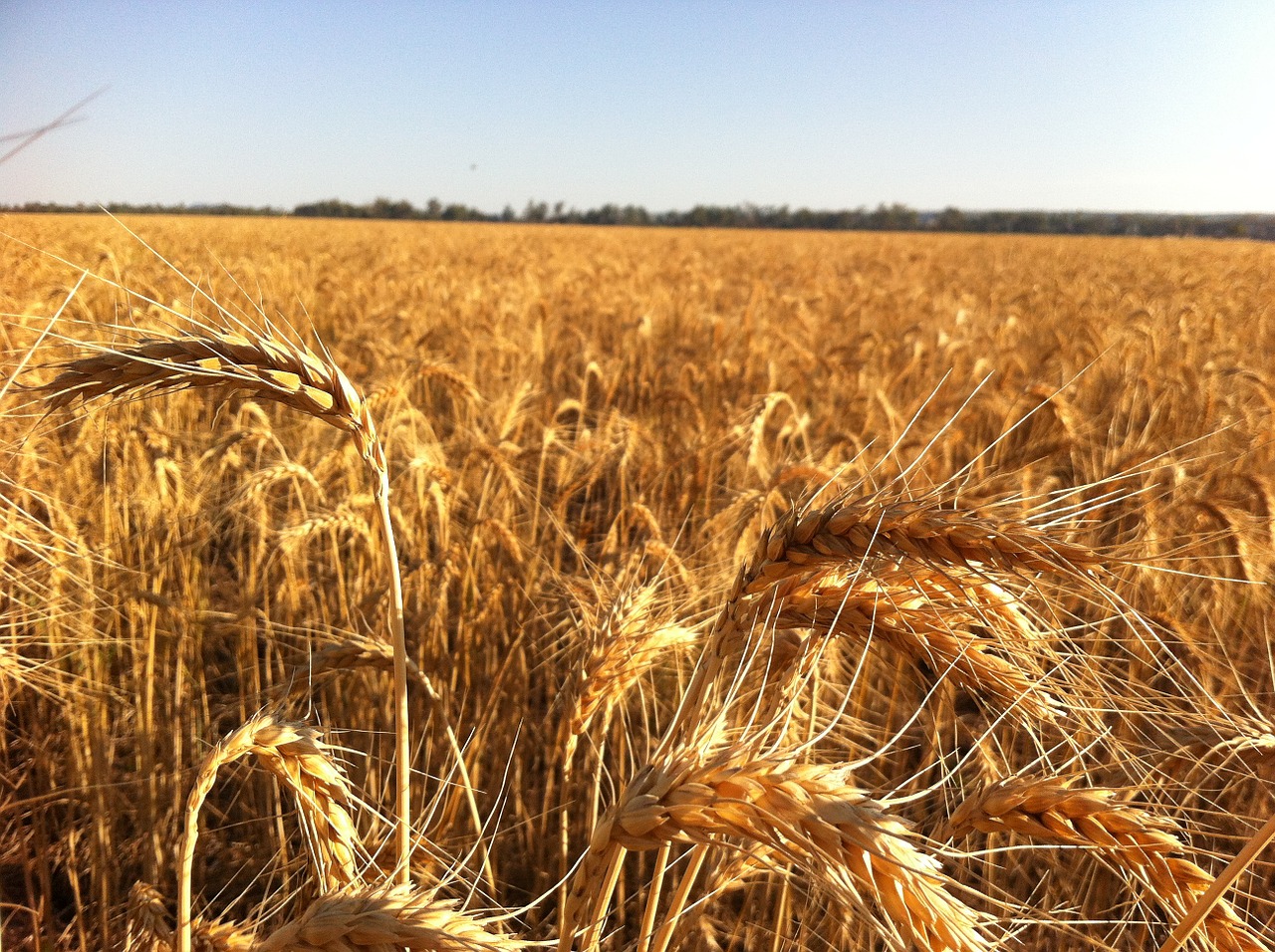 ripe for harvest free photo