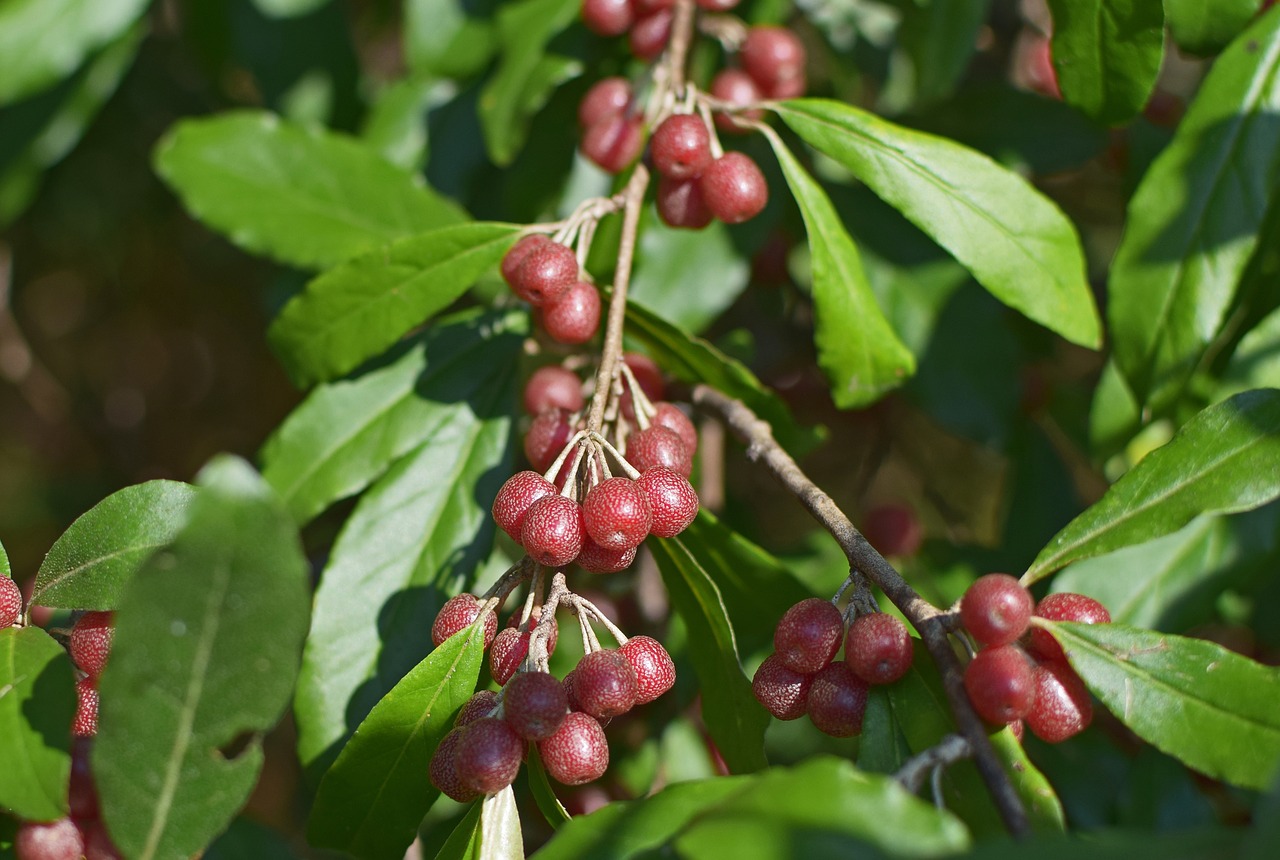 ripe autumn olive berries shrub plant free photo