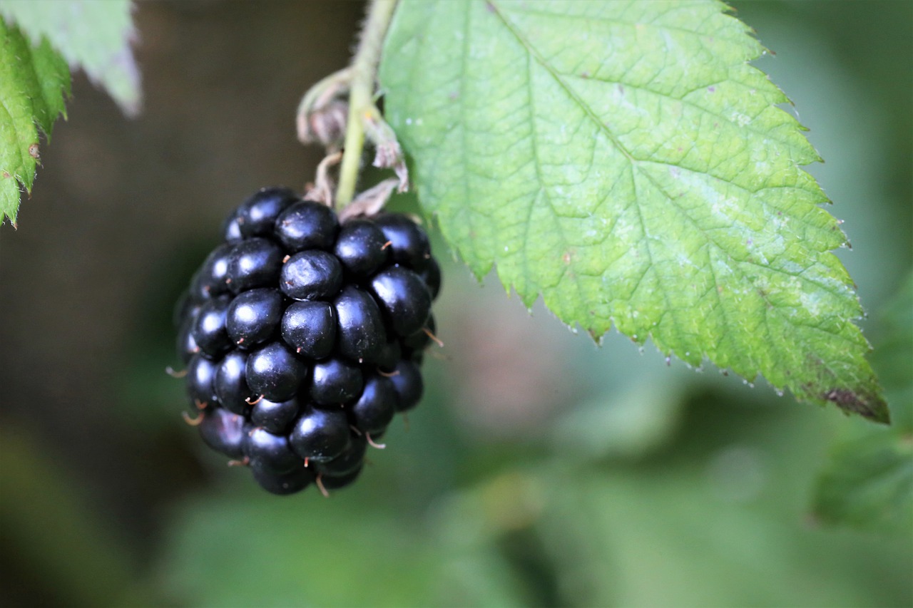 ripe blackberry  fruit  fresh free photo