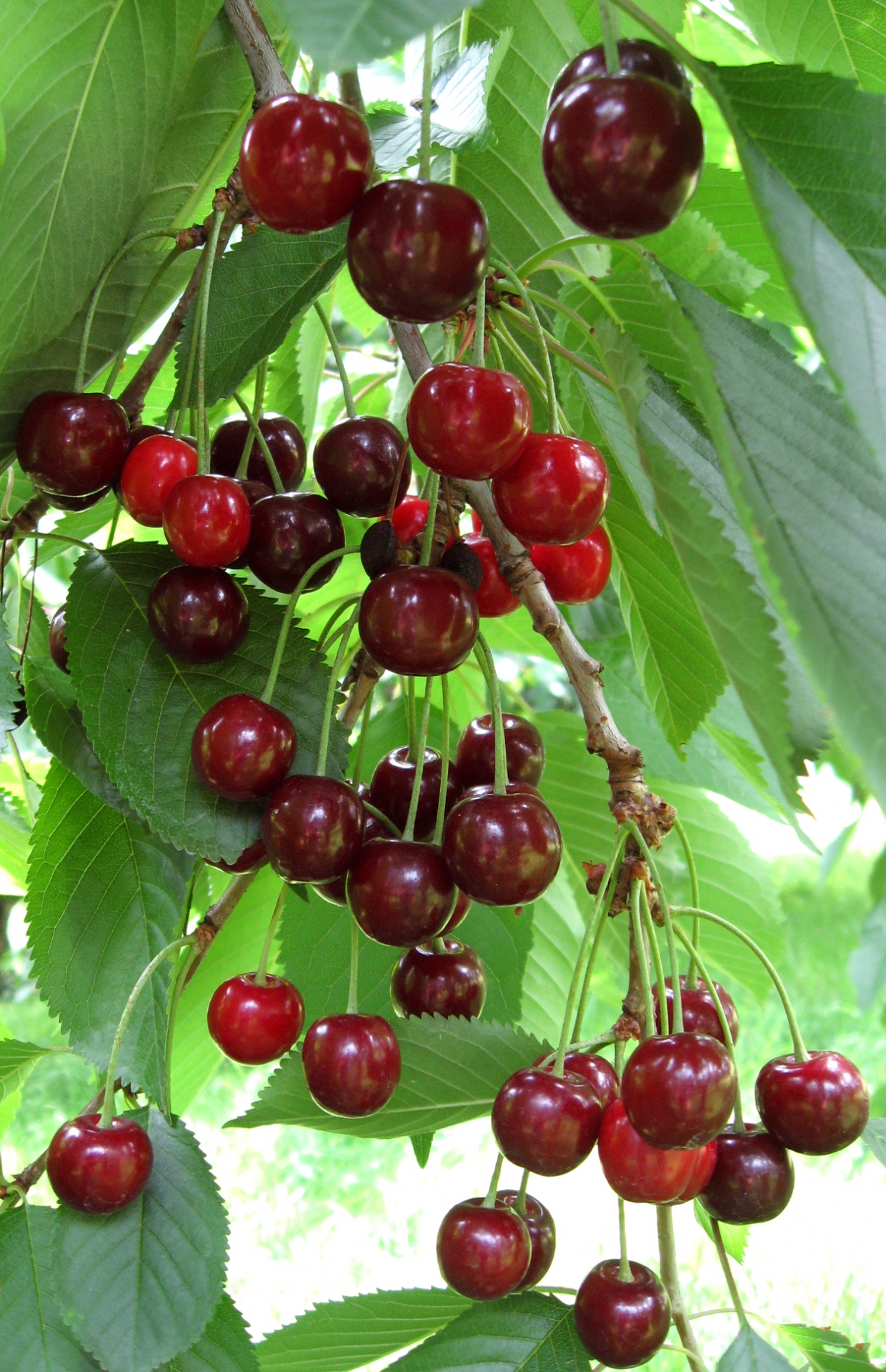 cherry cherries chriesi free photo