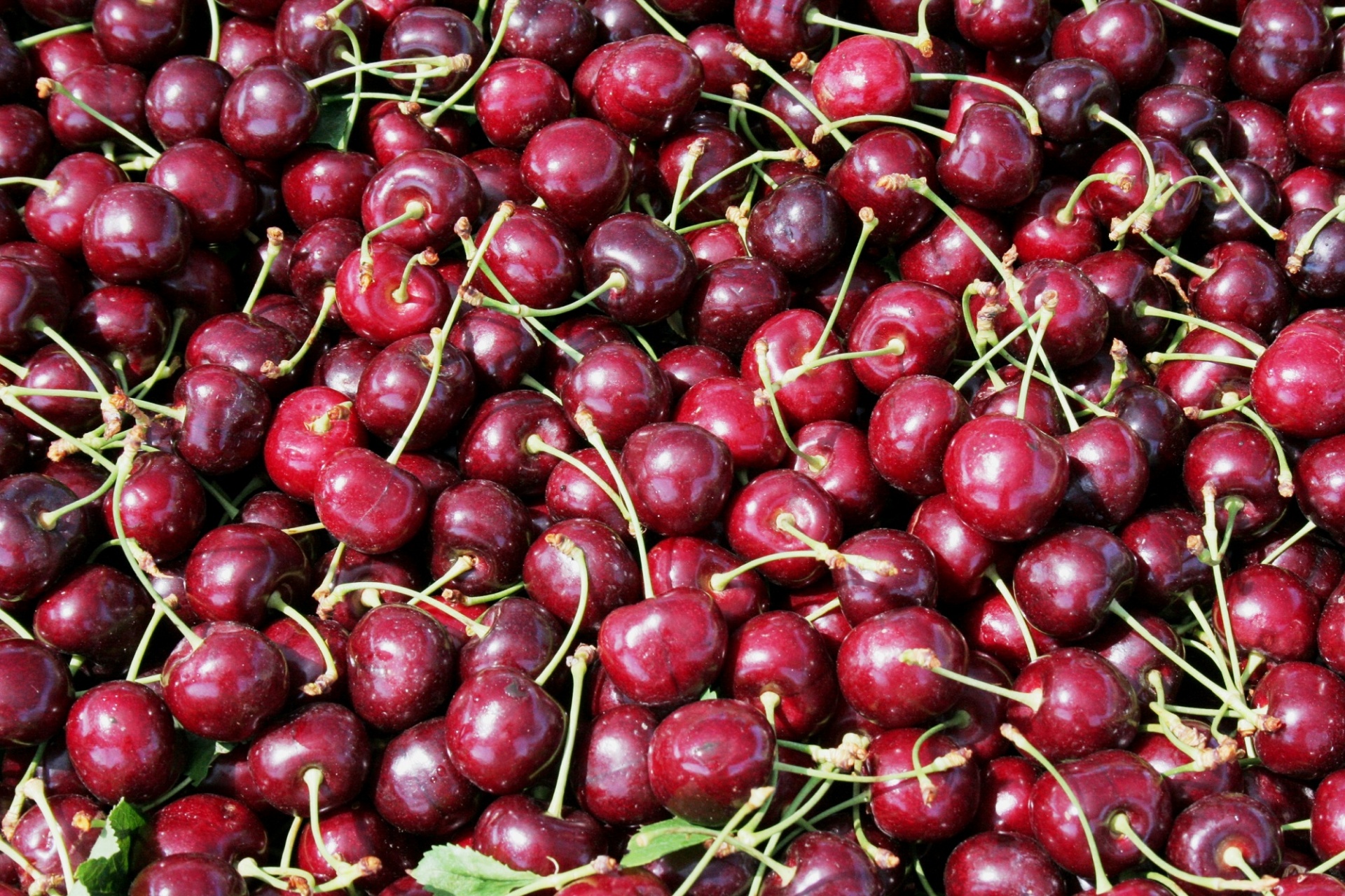 cherries fruit food free photo