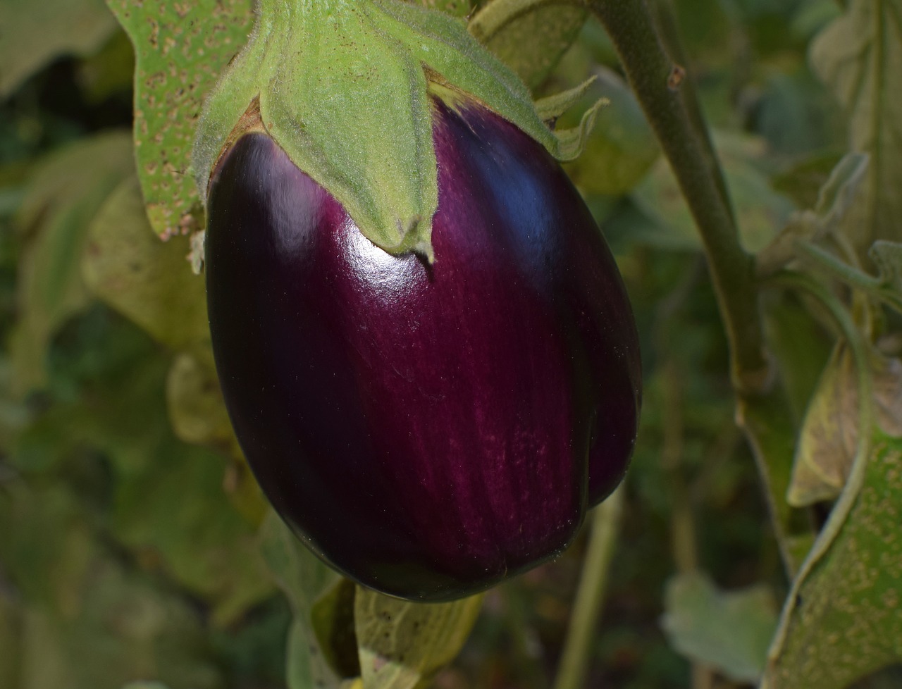 ripe eggplant eggplant vegetable free photo