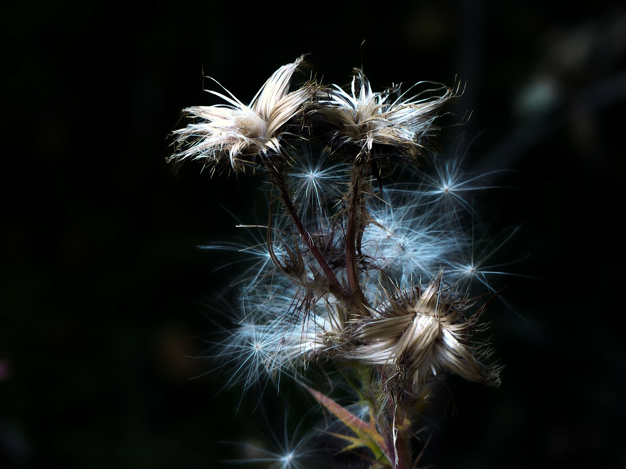 ripe fruit withered thistle free photo